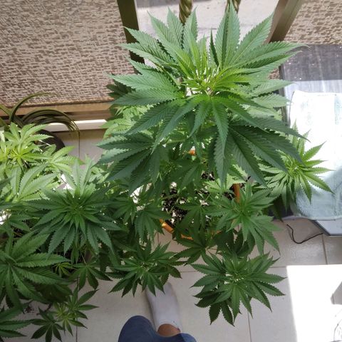 Weed miftuha growlog timeline photo