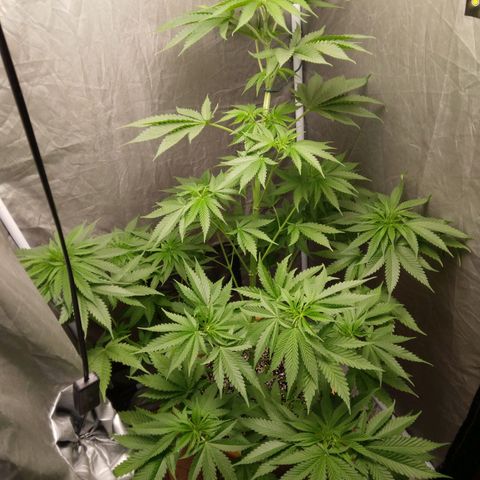 Weed miftuha growlog timeline photo