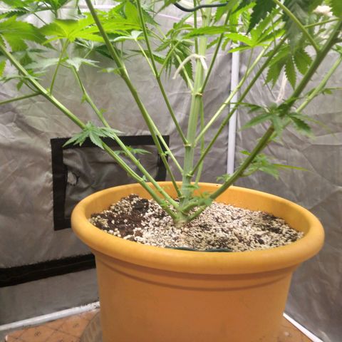 Weed miftuha growlog timeline photo