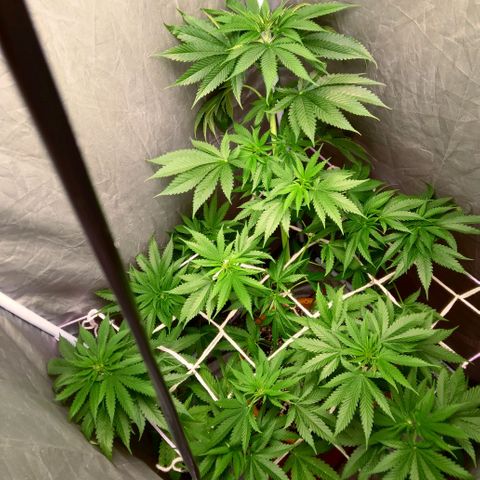 Weed miftuha growlog timeline photo
