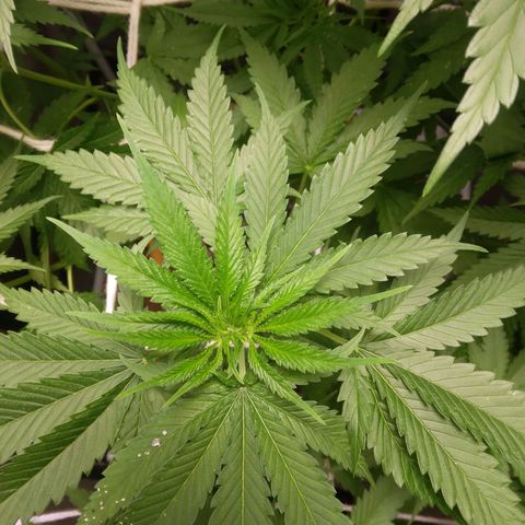 Weed miftuha growlog timeline photo