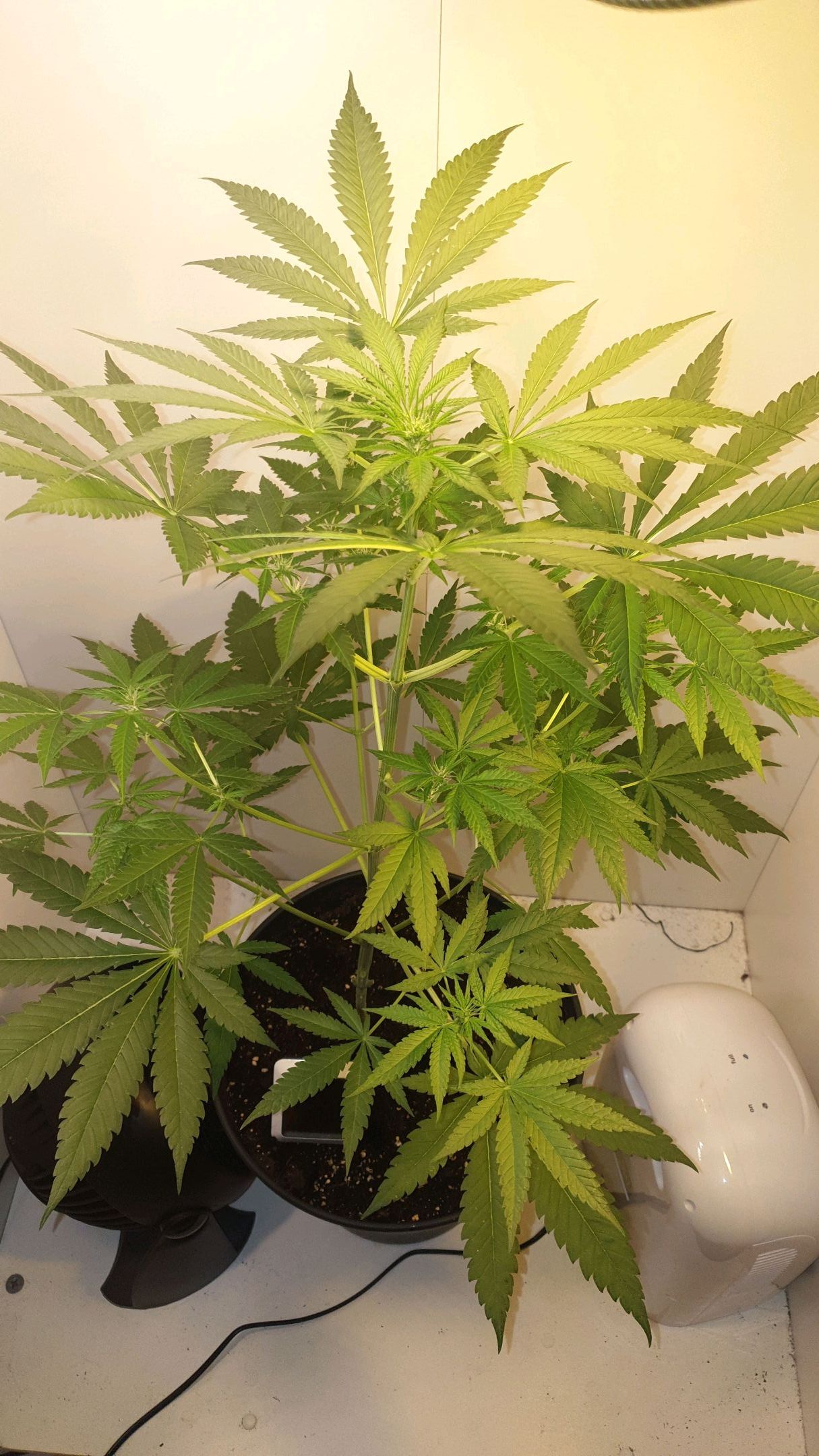 RQS critical growlog header