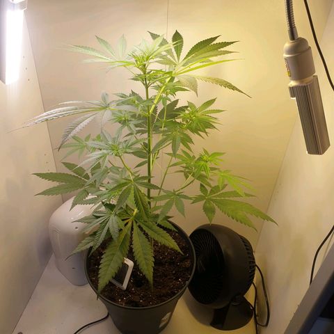 RQS critical growlog photo