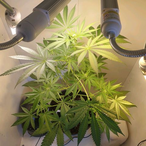 RQS critical growlog photo