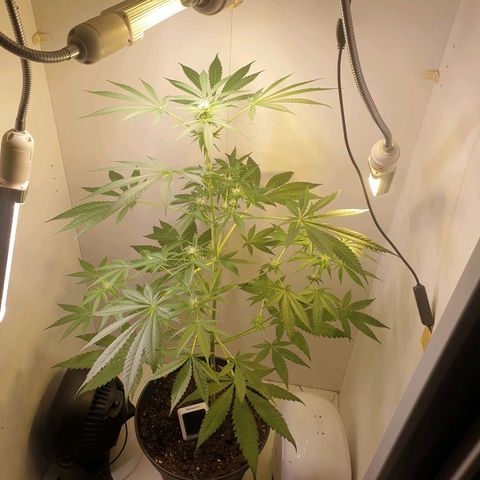 RQS critical growlog photo