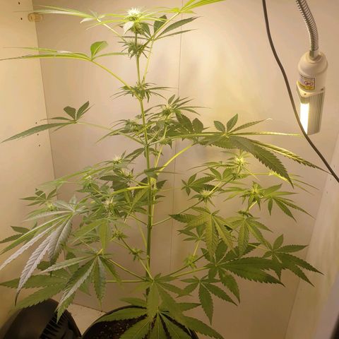RQS critical growlog photo
