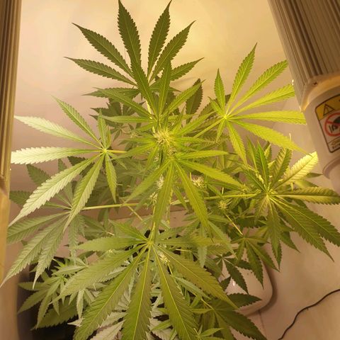 RQS critical growlog photo