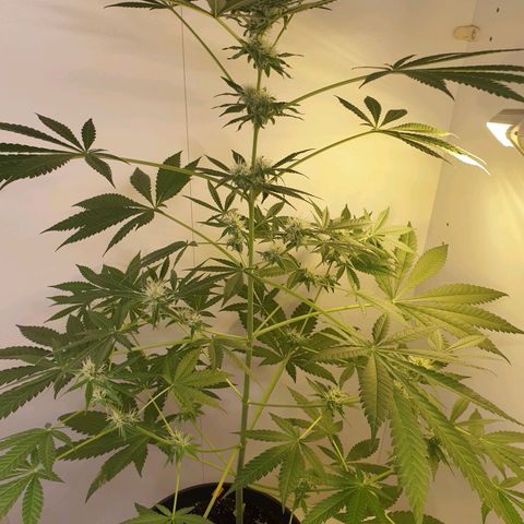 RQS critical growlog timeline photo