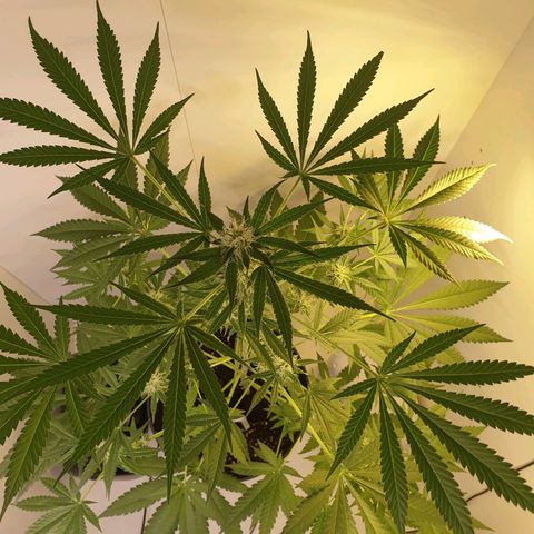 RQS critical growlog timeline photo
