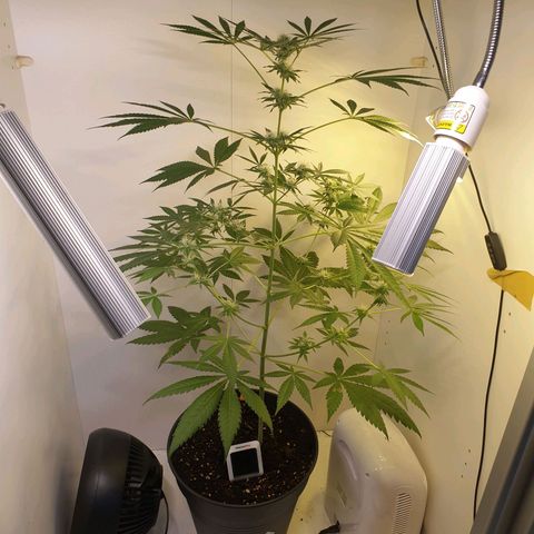 RQS critical growlog timeline photo