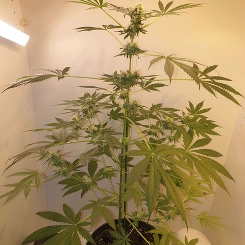 RQS critical growlog timeline photo