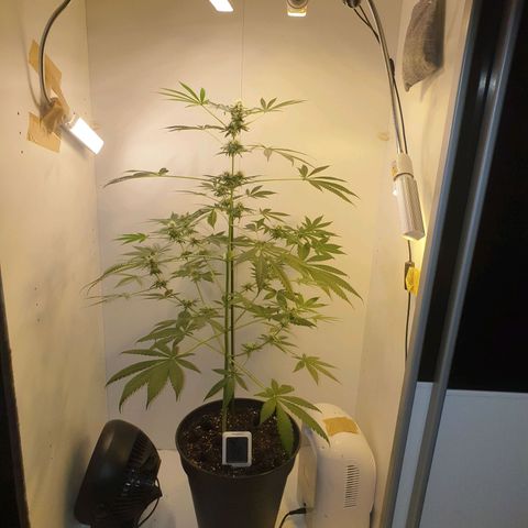 RQS critical growlog timeline photo
