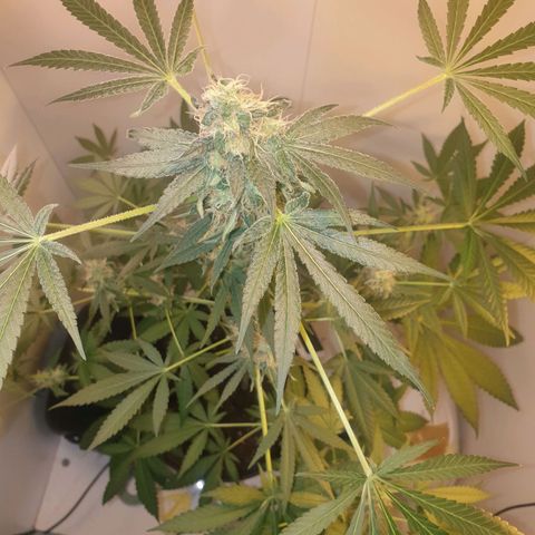 RQS critical growlog timeline photo