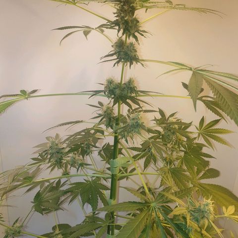 RQS critical growlog timeline photo