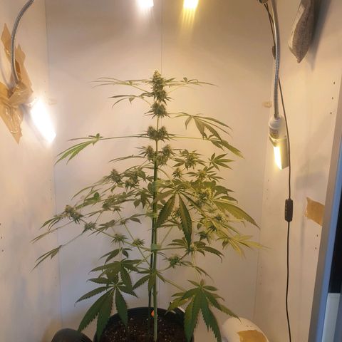 RQS critical growlog timeline photo