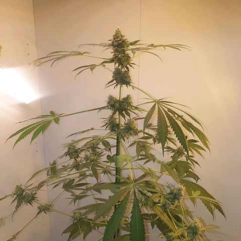 RQS critical growlog timeline photo