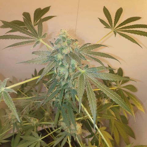 RQS critical growlog timeline photo
