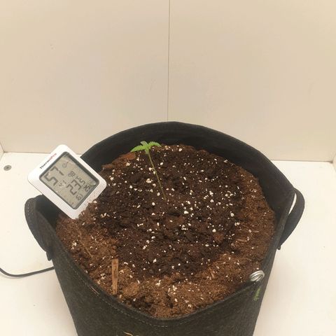 RQS green gelato auto growlog photo