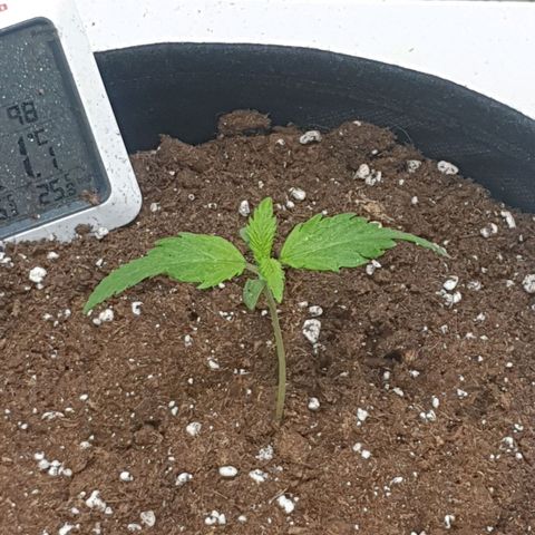 RQS green gelato auto growlog photo
