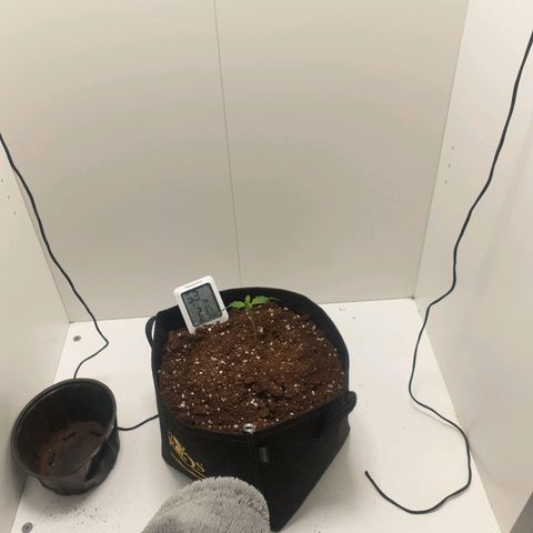 RQS green gelato auto growlog photo