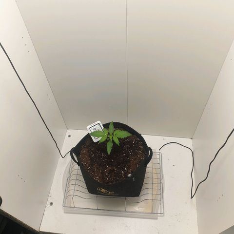 RQS green gelato auto growlog photo