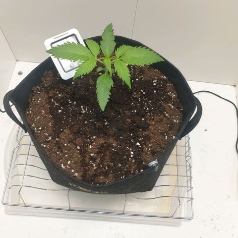 RQS green gelato auto growlog photo