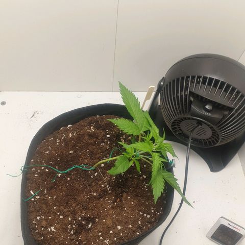 RQS green gelato auto growlog photo: First lst training