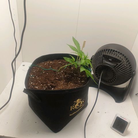 RQS green gelato auto growlog photo: First lst training