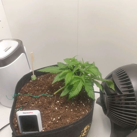RQS green gelato auto growlog timeline photo