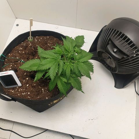 RQS green gelato auto growlog timeline photo