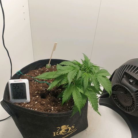 RQS green gelato auto growlog timeline photo
