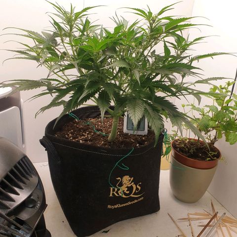RQS green gelato auto growlog timeline photo