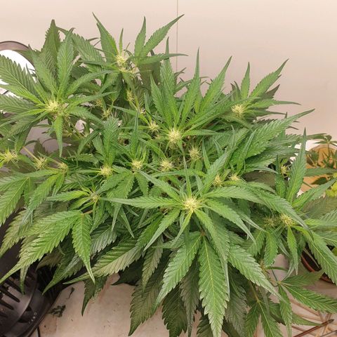 RQS green gelato auto growlog timeline photo