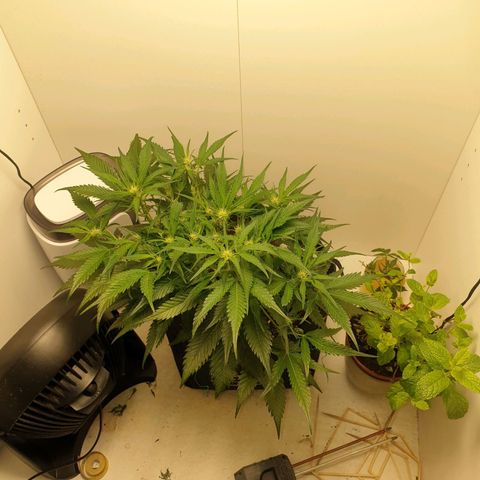 RQS green gelato auto growlog timeline photo