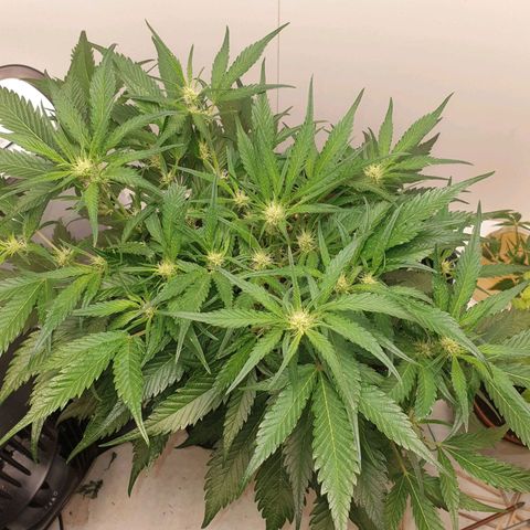 RQS green gelato auto growlog timeline photo