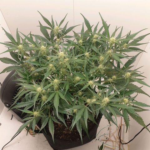 RQS green gelato auto growlog timeline photo