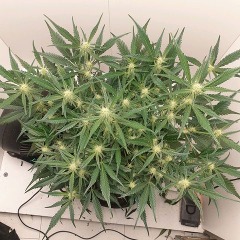 RQS green gelato auto growlog timeline photo
