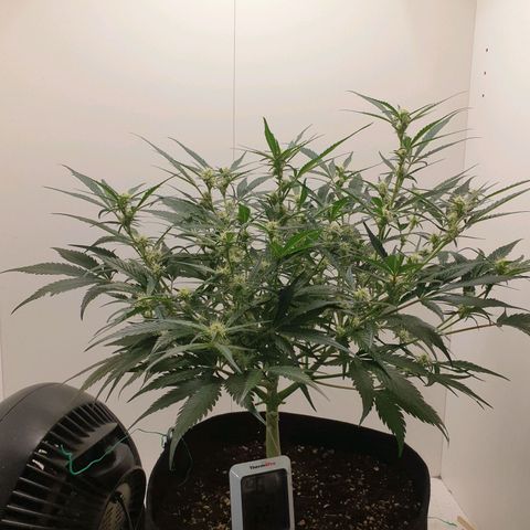 RQS green gelato auto growlog timeline photo