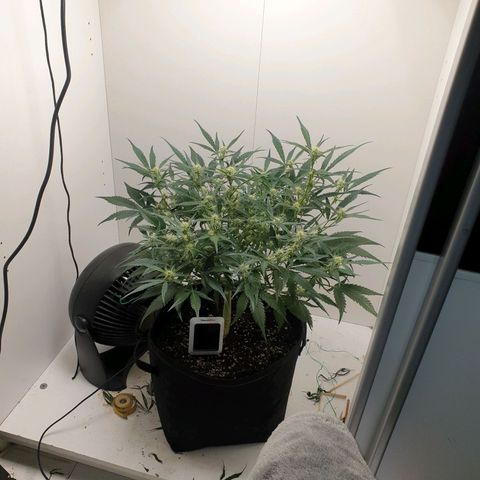 RQS green gelato auto growlog timeline photo