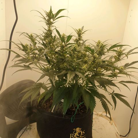 RQS green gelato auto growlog timeline photo