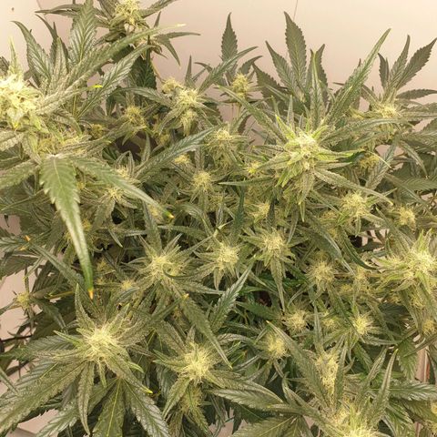 RQS green gelato auto growlog timeline photo