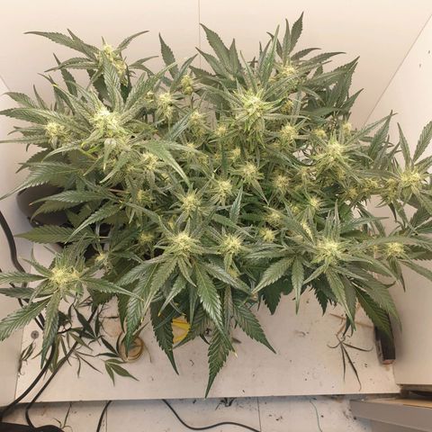 RQS green gelato auto growlog timeline photo