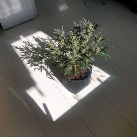 RQS green gelato auto growlog timeline photo