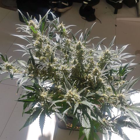 RQS green gelato auto growlog timeline photo