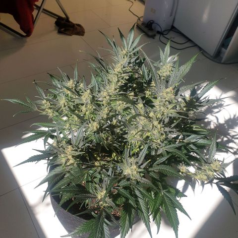 RQS green gelato auto growlog timeline photo