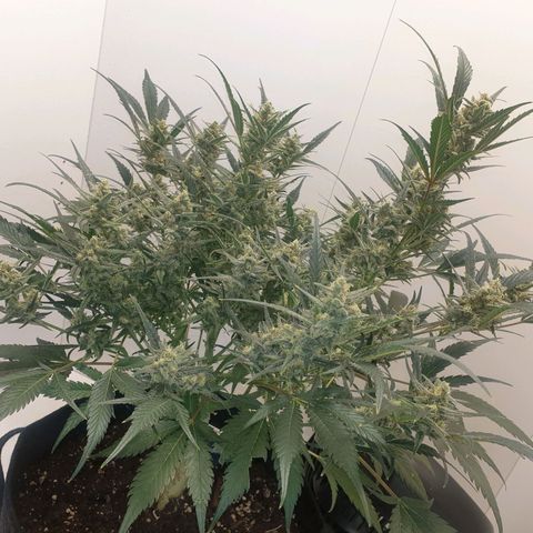 RQS green gelato auto growlog timeline photo