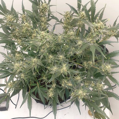 RQS green gelato auto growlog timeline photo