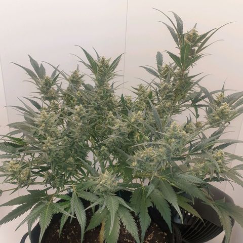 RQS green gelato auto growlog timeline photo