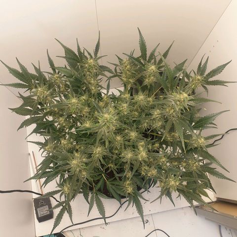 RQS green gelato auto growlog timeline photo