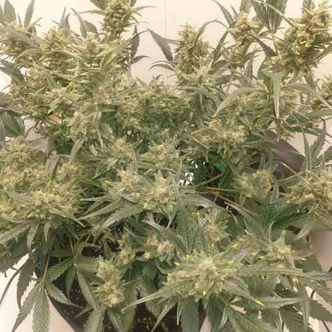 RQS green gelato auto growlog timeline photo